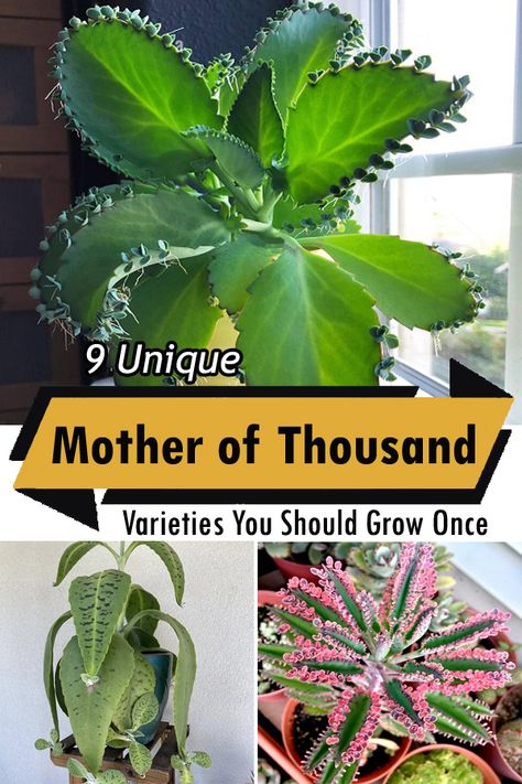 Are you in love with quirky succulents? Check out our exclusive list of the Best Mother of Thousands Variety! Mother Of A Thousand Plants, Mother Of Thousands Plant Care, Mother Of Millions Plant, Mother Of Thousands Plant, Mexican Hat Plant, Mother Of Thousands, Garden Hacks Diy, Houseplant Care, Garden Hacks