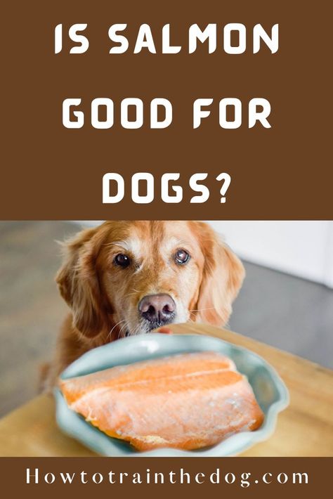 Salmon for dogs Crockpot Salmon, Cooked Salmon, Raw Salmon, Make Dog Food, Can Salmon, Salmon Steak, Salmon Seasoning, Raw Dog Food Recipes, Dog Nutrition