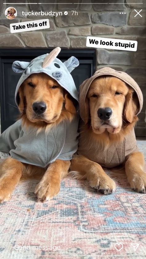 Golden Retriever Outfits, Dog Costumes Homemade, Golden Retriever Outfit, Baby Dog Costume, Tucker Budzyn, Ewok Costume, Dog Wearing Clothes, Big Dog Clothes, Dog Outfits