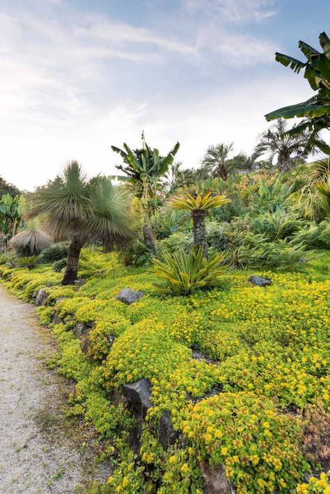 The exotic brilliance of Tremenheere Sculpture Gardens, a Cornwall gem with 'one of the best views in England' - Country Life England Country, Hillside Garden, Sweet Chestnut, Dry Garden, Country Gardening, Country Life, Hedges, Horticulture, Nice View