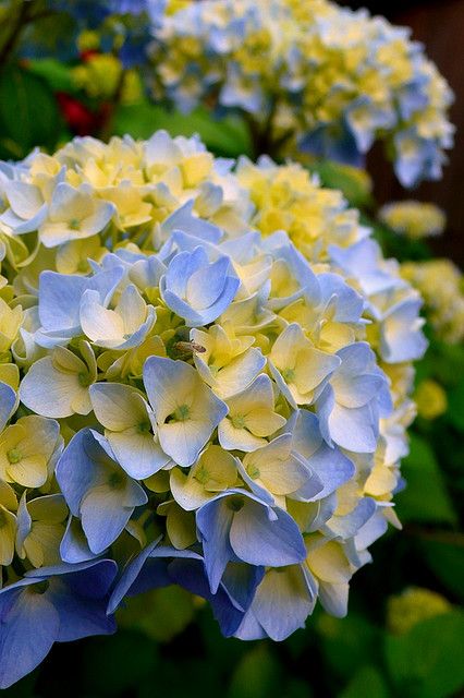 Yellow and Blue Hydrangea - I'm thinking Very Vanilla or So Saffron CS stamped with Papillon Potpourri or the bird from Papaya Collage in a light shade of blue then punched out... Yellow Hydrangea, Hydrangea Painting, Hydrangea Garden, Landscape Designs, Colorful Roses, Flowers Garden, Blue Hydrangea, Yellow And Blue, Beautiful Blooms