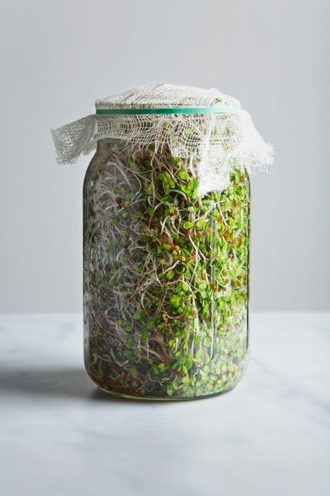 Broccoli Sprouts 101: Food for Slowing Aging | AGEIST Sunflower Sprouts Grow, Sprouting Chia Seeds In A Jar, Alfalfa Sprouts Growing, Grow Sprouts At Home, Growing Sprouts In A Jar, How To Grow Sprouts At Home, Microgreens In A Jar, How To Sprout Seeds, Sprouts In A Jar