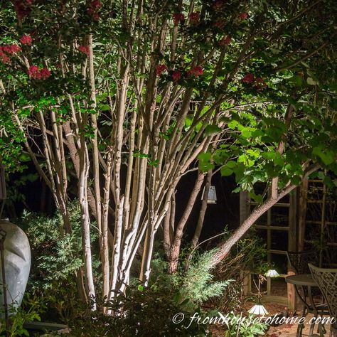 Want to set up some dramatic lighting in your garden but not sure how? Get some ideas from this list of landscape lighting effects and how to use them. Landscape Lighting Ideas Walkways, Shade Loving Shrubs, Plants Under Trees, Outdoor Lighting Ideas, Diy Outdoor Lighting, House To Home, Solar Landscape Lighting, Landscape Lighting Design, Solar Landscape