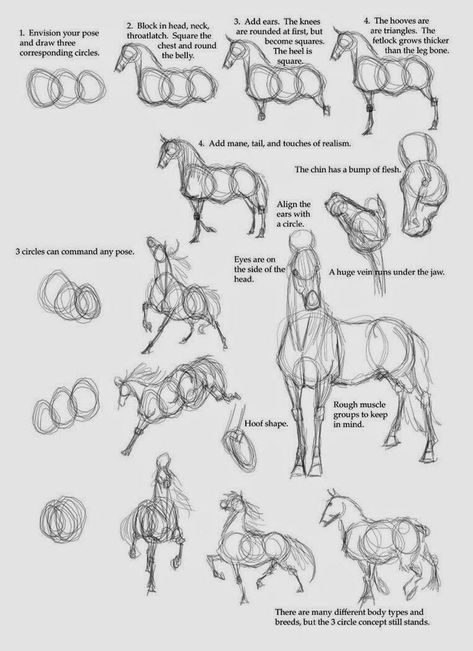 How To Draw Horses, Horse Anatomy, Seni Vintage, Drawing Lesson, Horse Drawing, Animale Rare, Horse Drawings, Seni Cat Air, Learn How To Draw