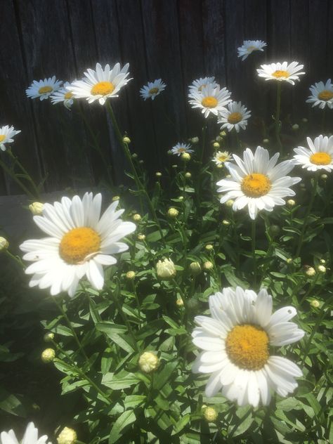 Margaritas Flores Aesthetic, White Daisies Aesthetic, Chamomile Flowers Aesthetic, Daisy Flower Aesthetic, Scenery Photography, Nothing But Flowers, Wildflower Bouquet, Pretty Landscapes, Flower Therapy