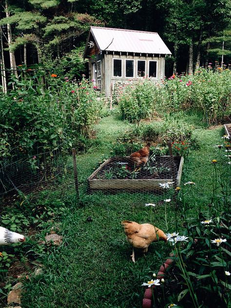 Allotment Gardening, Chicken Garden, Future Farms, Visual Story, A Chicken, Garden Cottage, Farm Gardens, The Grass, Chicken Coop