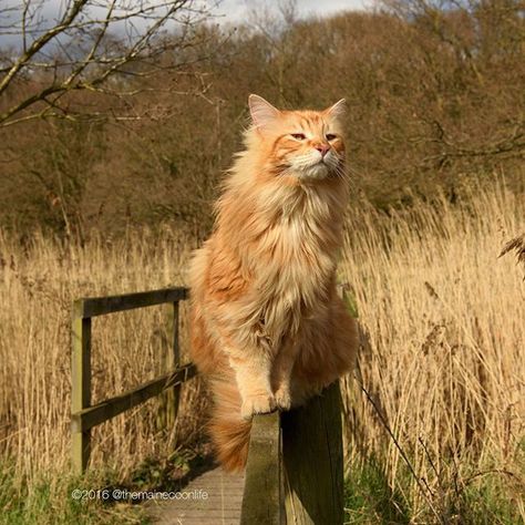 Large Domestic Cat Breeds, Warrior Cats Books, Kitten Photos, Norwegian Forest, Forest Cat, Norwegian Forest Cat, Orange Cats, Yellow Cat, Cat Boarding