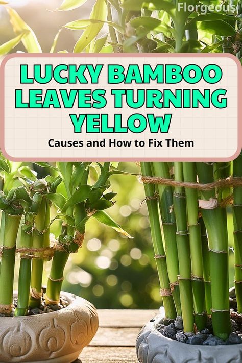 Lucky Bamboo Leaves Turning Yellow Lucky Bamboo Care, Lucky Bamboo Plants, Garden Problems, Bamboo Care, Yellow Bamboo, Bamboo Plant, Lucky Bamboo, Nutrient Deficiency, Bamboo Leaves