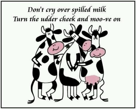 Hello world! – spilledmilkburntcookies Cow Facts, Cow Quotes, Spilled Milk, Cute Quotes For Life, Cows Funny, Cow Art, Dont Cry, Funny Quotes About Life, Cute Cows