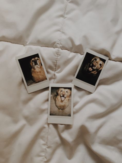 Dog Polaroid Pictures, Dog Polaroid, Instax Mini Ideas, Polaroid Ideas, Polaroid Instax, Polaroid Wall, Insta Poses, Mini Ideas, Fotos Ideas