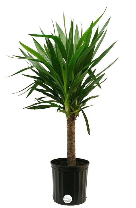 Indoor Plants For Air Quality on Amazon | POPSUGAR Home | yucca cane ($29) Yucca Cane, Indoor Floor Plants, Best Indoor Trees, Indoor Palm Trees, Indoor Palms, Large Indoor Plants, Live Indoor Plants, Yucca Plant, Buy Plants Online