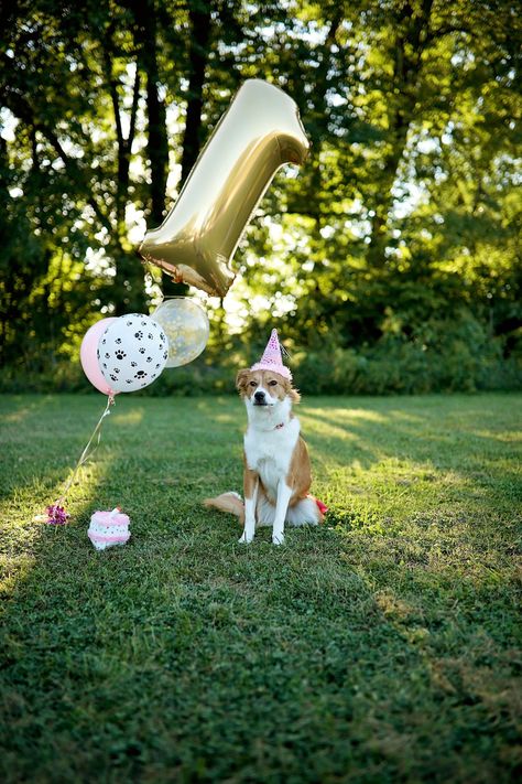 Dog Birthday Photoshoot Outside, Dog Cake Smash, Dog First Birthday Pictures, Dogs First Birthday, Dog Birthday Photoshoot, Dog Boutique Ideas, Doggie Birthday, Party At The Park, Dog First Birthday