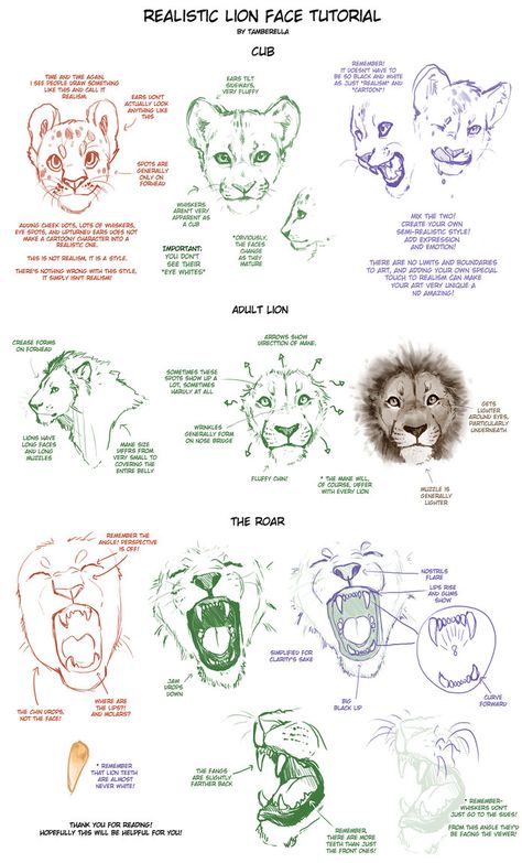 Realistic Lion Face Tutorial by TamberElla on DeviantArt How To Draw Animals, Draw Animals, Lion Face, Animal Sketches, Animal Faces, Character Design References, Cat Drawing, Drawing Tips, Design Reference