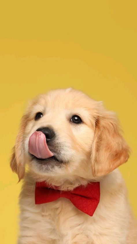 Cute Dog Wallpaper, Puppy Wallpaper, 강아지 그림, Very Cute Dogs, Dog Branding, Trending Pins, Cute Cartoon Pictures, Dog Wallpaper, Golden Retriever Puppy