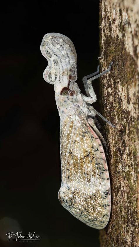 butterflybabegallery on Instagram: Have you ever seen anything like this before? . Peanut-headed lantern fly is an amazingly large planthopper. When attacked it protects… Lantern Fly, Flying Lantern, Have You Ever, Ecuador, Lanterns, Peanut, On Instagram, Quick Saves, Instagram