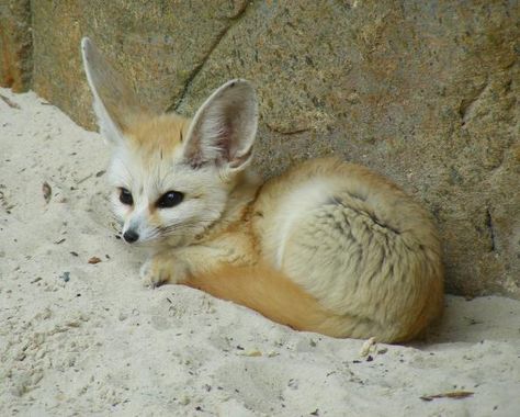 Domesticated Animals, Exotic Pet, Fennec Fox, Domestic Animals, Dating Divas, Pet Fox, Pet Animals, Pets For Sale, Small Animals