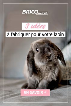 Diy Pour Lapin, Rabbit Family, Cat Adoption, Hermione, Animals Beautiful, Dog Cat, Animals