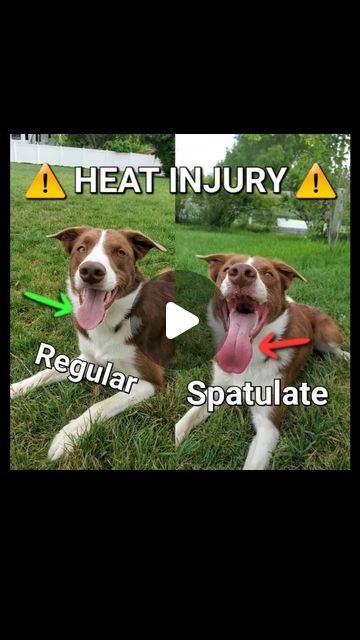 Anna Lee Sanders on Instagram: "⚠️ AVOID HEAT INJURY ⚠️

Avoid heat injury this summer by recognizing the difference between a regular tongue and a spatulate tongue. 

🥵 Since dogs do not sweat through their skin the way humans do, they dump heat by widening and flattening the  tongue to increase the surface area. This is called a spatulate tongue and it's one of the first signs the dog's internal temperature is reaching maximum, and rapid cooling is necessary for safety. 

💧The fastest way to affect cooling is immersion in water. Please don't fall victim to the old adage that cold water will constrict capillaries and prevent cooling. This is simply not true and could cost your dog their life. 

♒ Immersion in water allows the transmission of heat directly from the skin into the water. T Anna Lee, Into The Water, Surface Area, Pet Health, Dog Care, Mans Best Friend, Sanders, The Heat, This Summer