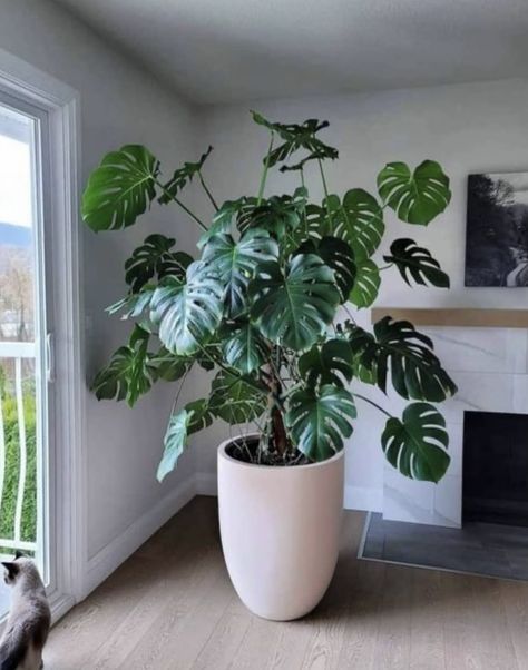 Monstera Plant Living Room, Big Plants Indoor Living Rooms, Monstera Pot, Big Indoor Plants, Monstera Plants, Plant Benefits, Living Room Plants, Floor Plants, Big Plants