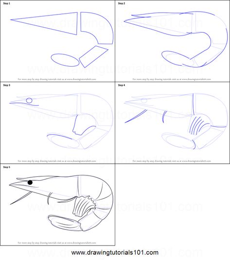 Shrimp!How to Draw a Prawn printable step by step drawing sheet : DrawingTutorials101.com Prawn Fish Drawing, Prawns Drawing, How To Draw A Shrimp, Shrimp Drawing Simple, Prawn Painting, Shrimp Drawing, Crustacean Core, Shrimp Cartoon, Animals Step By Step