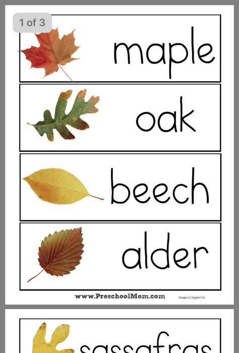 Fall Leaves Preschool, Autumn Preschool Printables, Leaf Lesson Plans, Leaf Lessons, Leaf Printables, Printables Preschool, Fall Preschool Activities, Tree Study, Preschool Resources