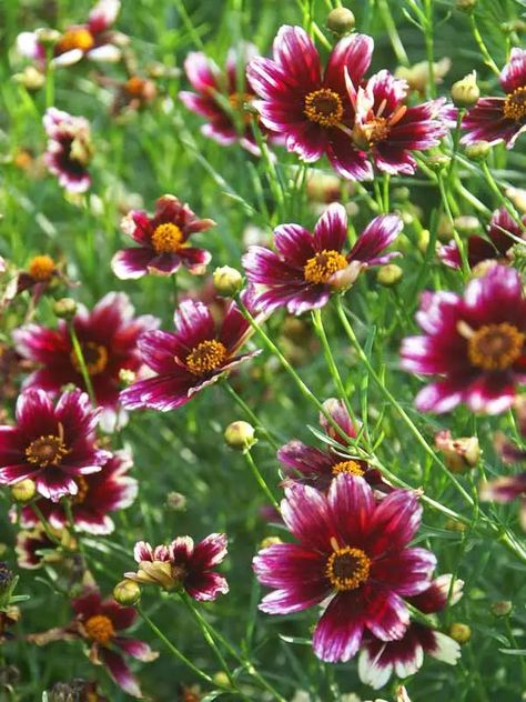 Coreopsis Flower, Maine Garden, Autumn Song, Deer Resistant Plants, 2 Flowers, Pink Eye, Flower Gardening, Sandy Soil, Starter Plants