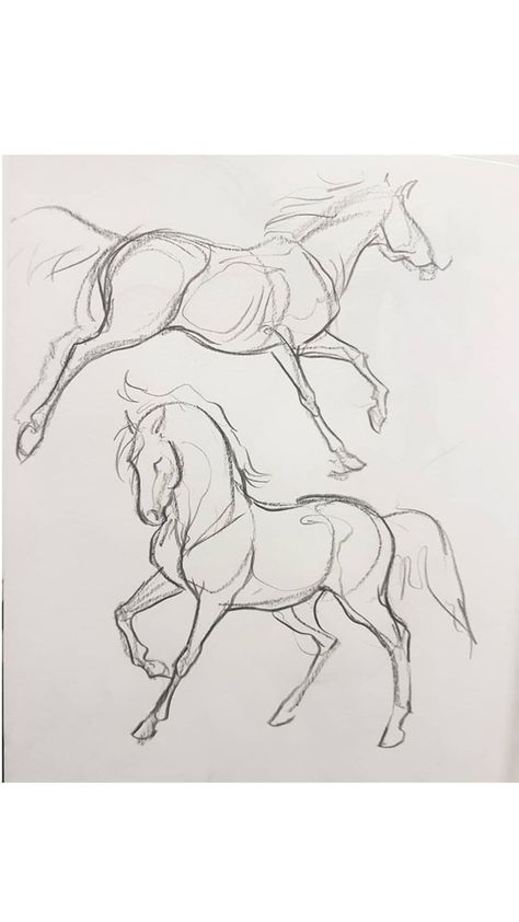 Dressage Horse Drawing, Racehorse Drawing, Horse Rearing Drawing, Mustang Horse Drawing, How To Draw A Horse, Lineart Reference, Cartoon Animal Drawings, Horse Drawing Ideas, Horse Lineart