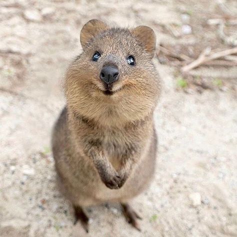 AJ Rollsy on Instagram: “#quokka are happy little Australian marsupials, so I used their picture as a reminder of what “happy” looks like in my most recent article.…” Quokka Animal, Happiest Animal, Worlds Cutest Animals, Fuzzy Animals, Australia Animals, Australian Animals, Appreciation Post, Happy Animals, Cute Animal Pictures