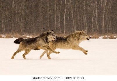 Wolf Running Side View, Wolf Jumping, Wolf Reference, Running Images, Wolf Poses, Running Pictures, Wolf Running, Werewolf Aesthetic, Snow Wolf