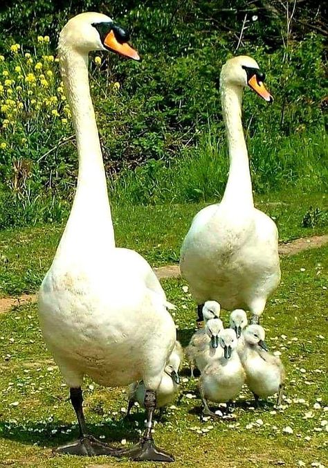 Swan Family, Baby Birds, Beautiful Swan, Bird Pictures, Pretty Birds, Animal Planet, Baby Dogs, Wild Birds, Swans