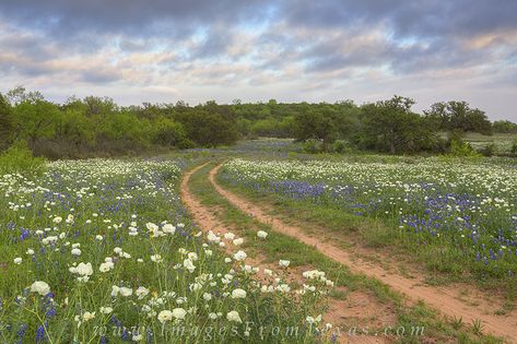 Texas Hill Country Photography, Texas Landscape Art, Texas Hill Country Decor, Texas Hill Country Landscape, Texas Countryside, Texas Hill Country House Plans, Bluebonnets Texas, Yellow Flowers Painting, Tornado Season