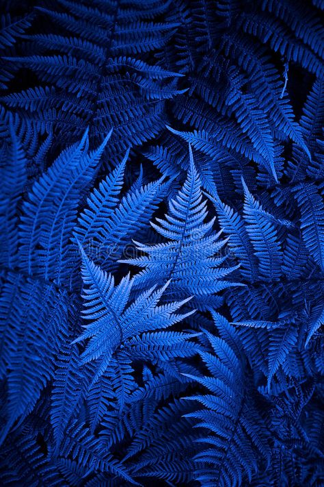 Fern Wallpaper, Glitter Phone Wallpaper, Blue Fern, Blue Wallpaper Iphone, Close Up Photography, Leaf Background, Leaf Wallpaper, Blue Leaves, Dark Blue Color