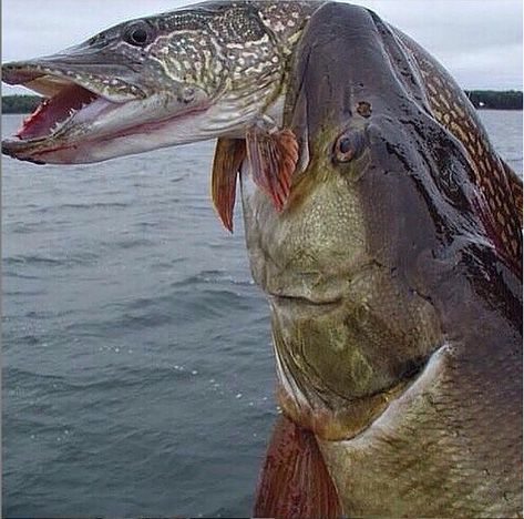 Tiger #Musky Tiger Muskie, Fish Outfit, Muskie Fishing, Fishing In Canada, Musky Fishing, Trophy Fish, Fishing Basics, River Monsters, Girls Fishing