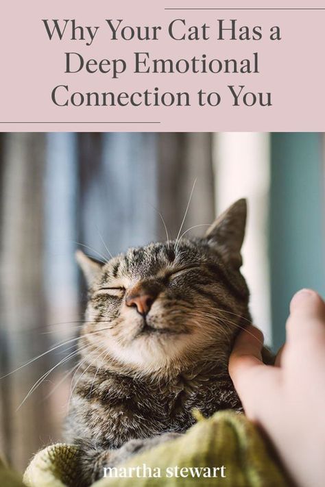 Your cat or kitten's emotional bond with you is much deeper and stronger than you think. According to a new scientific study, the results show that cats' emotional development is a lot more complex than we may have guessed. Cat parents rejoice! #marthastewart #lifestyle #petcare #pets #petfurniture Cute Cat Profile, Stronger Relationship, Cat Profile, Cat Language, Cat Hacks, Cute Cat Drawing, Cat Mom Gifts, Cat Parenting, Cat Icon