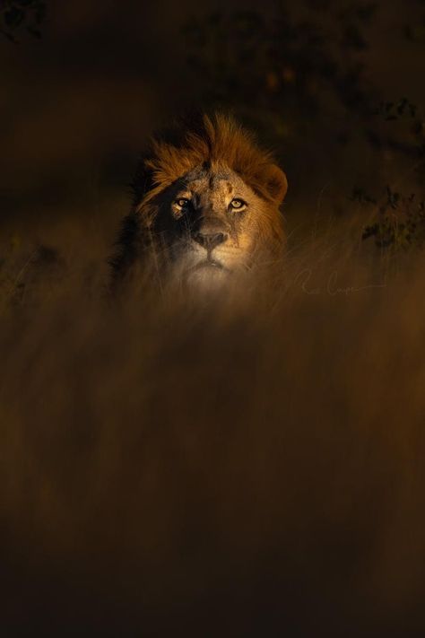 Lion Paintings, Lion Background, African Wildlife Photography, Messi Wallpapers, Wildlife Wallpaper, Old Warrior, Wild Animal Wallpaper, Lion Photography, Lions Photos