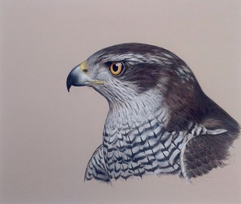 Goshawk "Dusty" gouache J.B.Kolman - #NorthernGoshawk Northern Goshawk, Minimal Drawings, Bird Watercolor Paintings, Nature Museum, Different Birds, Dutch Artists, Animals Artwork, Yellow Eyes, Bird Drawings