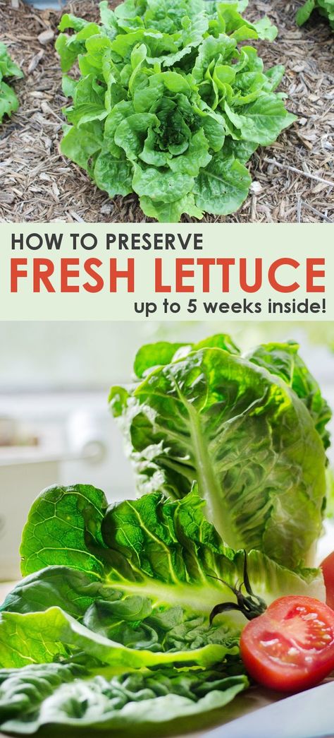 Preserving lettuce is easy with this simple trick. Fresh from the store or the garden, this method keeps lettuce fresh for up to 5 weeks! Storing Lettuce, How To Harvest Lettuce, Lettuce Recipes, Storing Vegetables, Storing Fruit, Cooking App, Long Term Food Storage, Fruit And Vegetable Storage, Garden Veggies