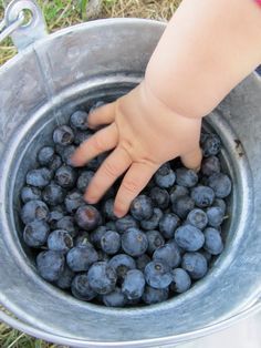 Blueberry Patch, Chubby Baby, Blueberry Picking, Blueberry Farm, Down On The Farm, Angel Baby, Izu, Summer Parties, Simple Pleasures