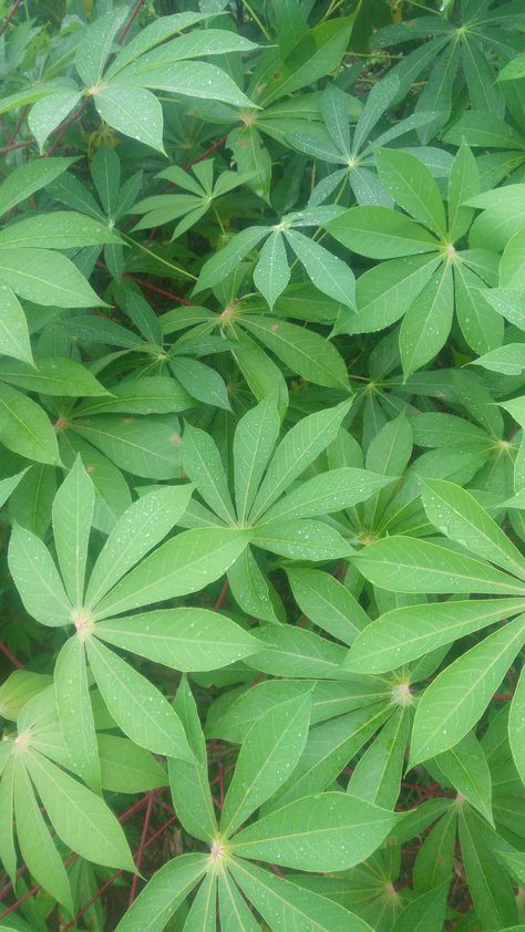 Cassava leaves Trees Tattoos, Tree Of Life Tattoo Design, Tattoo Tree Of Life, Cassava Leaves, Aesthetic Tree, Drawing Trees, Tattoo Tree, Gardening Aesthetic, Garden Tattoos