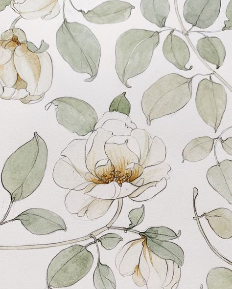 Carleigh Courey, White Roses Wallpaper, Wild Rose Tattoo, White Rose Tattoos, Wallpaper Rose, Rose Sketch, Roses Wallpaper, Rose Illustration, Watercolor Paintings Abstract