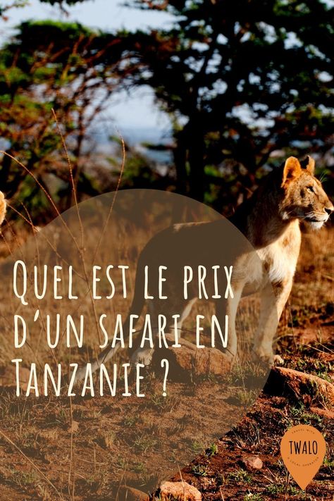 Quel est le prix d’un safari en Tanzanie ? Safari Photo, Budgeting