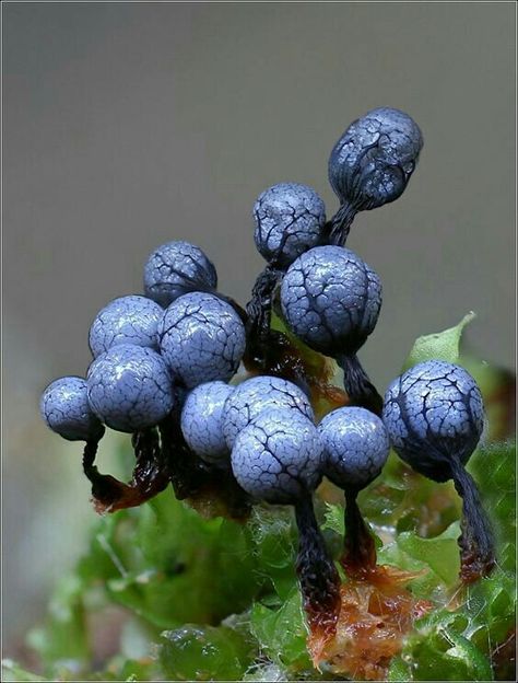 Unusual Mushrooms, Pretty Mold, Strange Mushrooms, Alien Flora, Blue Mushrooms, Slime Mold, Colorful Mushrooms, Blue Mushroom, Alien Plants