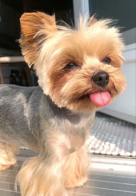 Yorkie Accessories, Yorkie Puppy Haircuts, Yorkie Haircut, Dog Dye, Yorkie Poodle, Yorkie Haircuts, Yorkshire Terrier Haircut, Teacup Yorkie Puppy, Puppy Mom