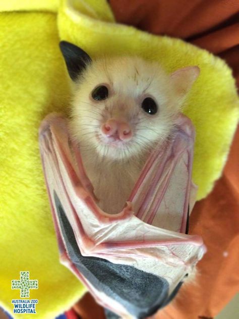 Australia Zoo Wildlife Warriors   This little pup is a rarely seen threatened white grey-headed flying fox, he has a condition called leucism, partial loss of pigmentation means his skin and hair, but not his eyes, are white in colouration. Thanks to Aust Flying Fox, Fruit Bat, Baby Bats, Cute Bat, Cute Creatures, Sweet Animals, Animals Friends, Beautiful Creatures