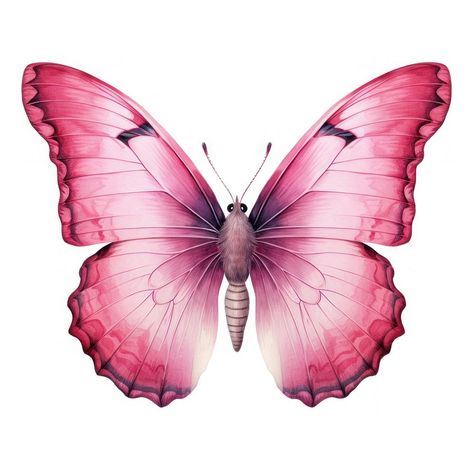 Pink butterfly animal insect white background. | premium image by rawpixel.com / Nutthone Pink Butterfly Drawing, Animal Markings, Rose And Butterfly Tattoo, About Butterfly, Butterfly Animal, Animal Body Parts, Stickers Png, Butterfly Printable, Wings Art