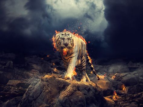 Desktop Wallpaper Angry, raging, white tiger, hd image, picture, backgrounds, 00b155 A Tiger, White Tiger, Hd Wallpaper, White