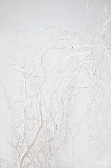 ☼ Midday Visions ☼ dreamy light & white art & photography - not so black - not so white - by Fy White Universe, Pale Aesthetic, White Branches, Blanco White, Wood And Marble, The Wizard Of Oz, White Texture, Shades Of White, White Aesthetic