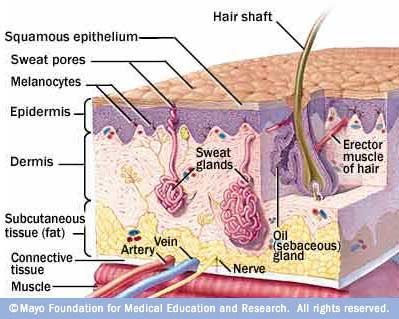 Your skin has three layers that house your sweat and oil glands, hair follicles, melanocytes and blood vessels. Skin Anatomy, Skin Care Center, Integumentary System, Skin Layers, Subcutaneous Tissue, Skin Structure, Human Anatomy And Physiology, Medical Anatomy, All Natural Skin Care