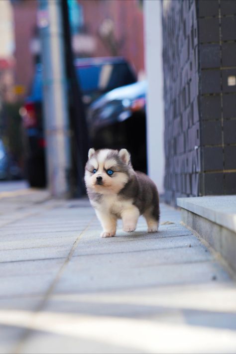 His nem is 💙 TEI 💚 He is mini pomsky with blue eyes😇 We guarantee the puppy's health for a year. And we can have a nanny service. We deliver wherever you are , by airplane.✈ kyhplease@gmail.com🌏 miniteacuppuppy.com🌏 DM available🎈 What's app ID: +82 10 5552 3090☎️ If you want teacup puppies, contact me Pomsky Dog, Teacup Puppy, Pomsky Puppies, 2023 Vision, Teacup Puppies, Blue Eyed, What's App, Cute Cats And Dogs, Grey's Anatomy