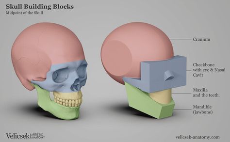 ArtStation - Anatomy Studies Human Anatomy Reference, Human Anatomy For Artists, Anatomy Studies, Skull Anatomy, Head Anatomy, Skull Reference, Skeleton Anatomy, Facial Anatomy, Face Anatomy